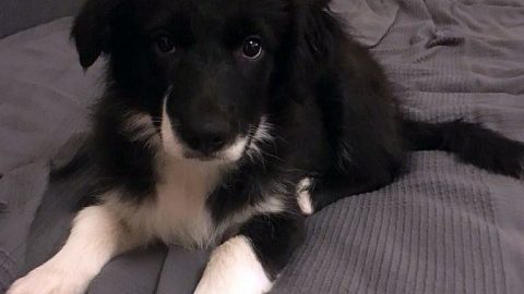 Štěně se při procházce v přírodě otrávilo prudkým jedem karbofuranem