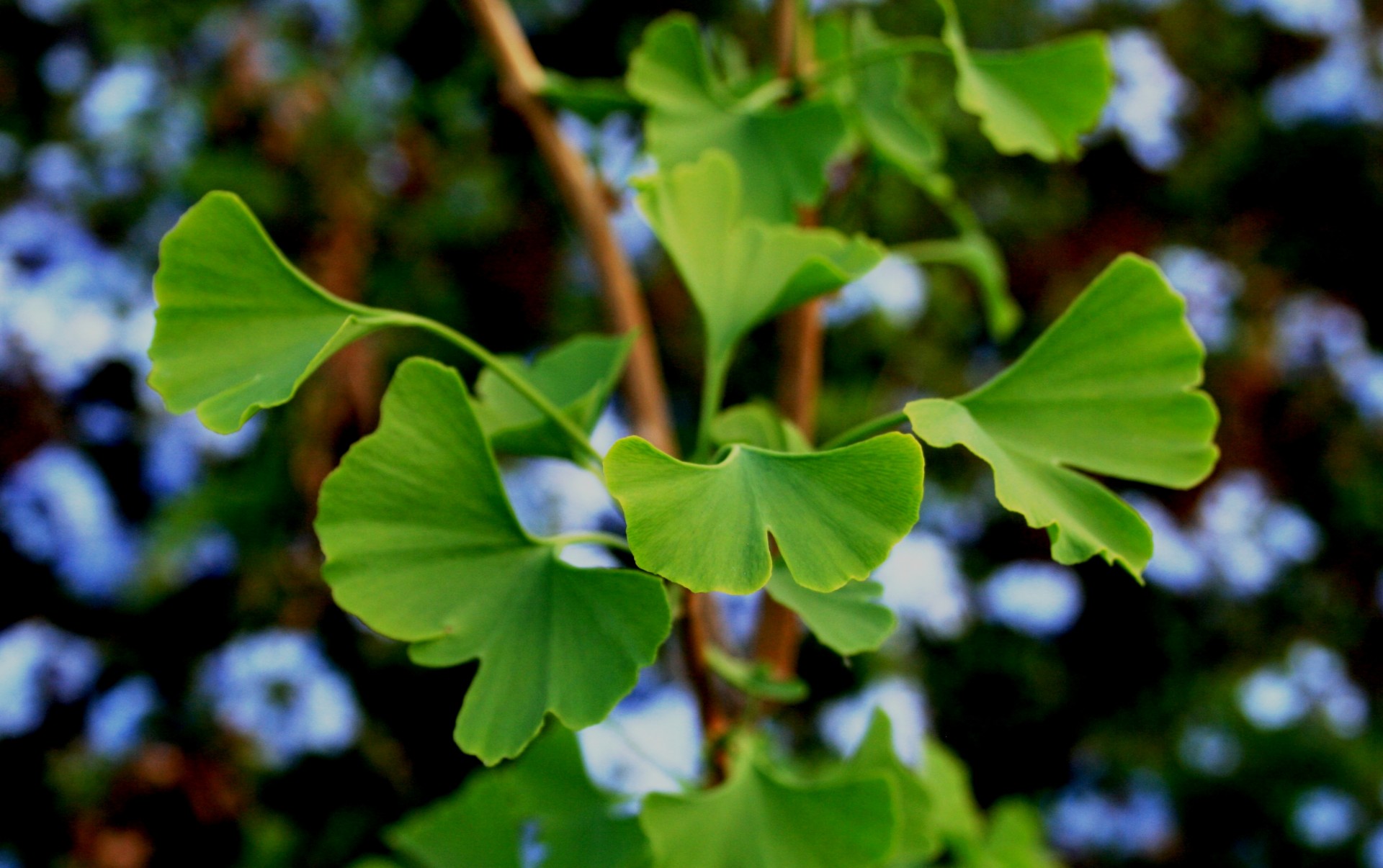 gingko biloba listy