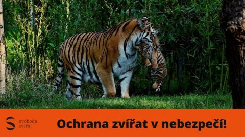 Dvě přední světové organizace informují o  rozsáhlém obchodu s tygry, ve kterém figuruje Česká republika