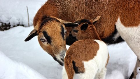 ZOO Tábor má první mládě – ovečku kamerunskou