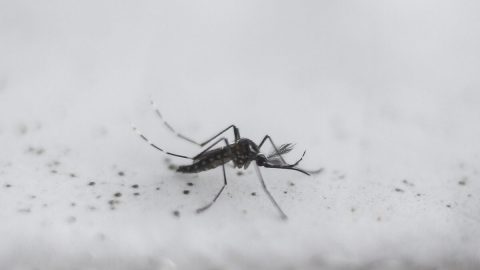 Billem Gatesem financovaná společnost vypouští v USA geneticky modifikované komáry