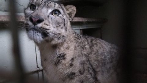 Jihlavská zoo má další nádhernou šelmu