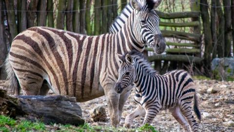 Zoo Jihlava zahajuje hlavní sezonu, návštěvníci uvidí spoustu narozených mláďat