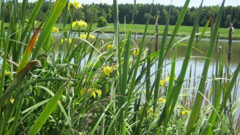 Červenec – vrchol léta: Jaké má pranostiky