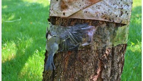 Lepové pasti pro hmyz jsou nebezpečné pro drobné ptactvo