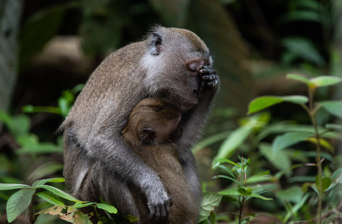Zoufalá opičí matka