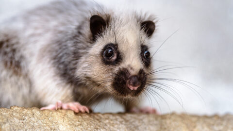 Zoo Jihlava: První letošní mláďata povila myš obláčková. V prvenství vedou hlodavci