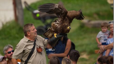 Zoo Jihlava: Den ptactva oslaví návratem oblíbených letových ukázek dravců