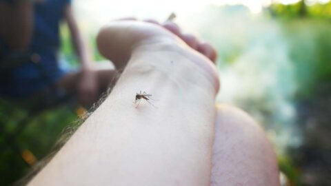 10 esenciálních olejů, které podle výzkumů odpuzují komáry