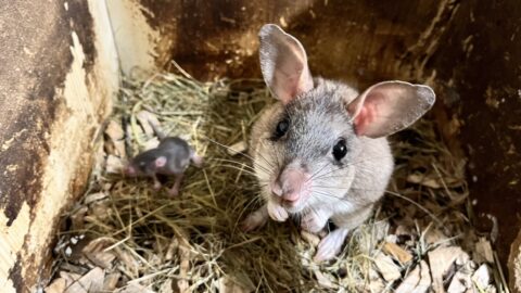 Zoo Jihlava: Další mláďata přibývají v hlodavčích rodinách