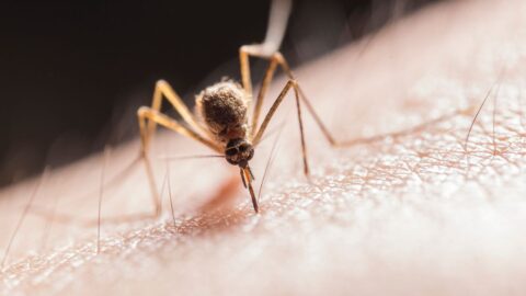 Vědci geneticky upravují komáry pro dříve neuvěřitelná využití. Některé druhy již byly vypuštěny v USA nebo Brazílii