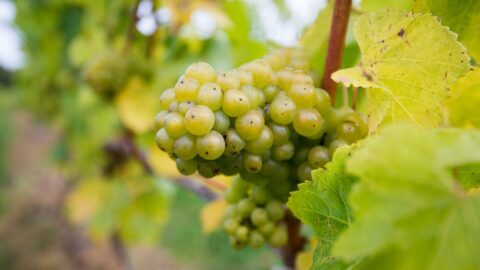 Zdanění alkoholických nápojů ve světě není dostatečné, tvrdí WHO