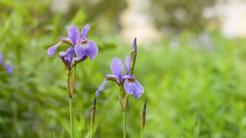 Rostlinou roku 2024 vyhlásila Česká botanická společnost kosatec sibiřský