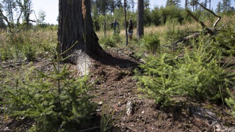 Vědci: Po kůrovcové kalamitě se v lesích objevily ohrožené rostliny a živočichové