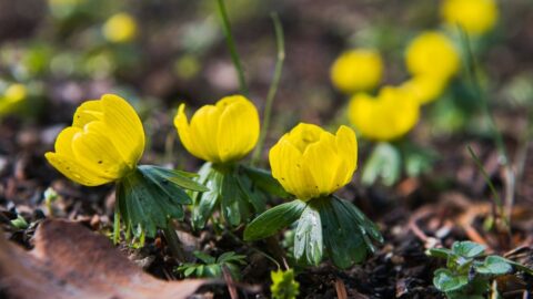 Sněženky, talovíny a kaliny ohlašují v brněnské botanické zahradě jaro