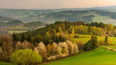 Původní druhy rostlin z české krajiny mizí, šíří se teplomilné, potvrdila studie