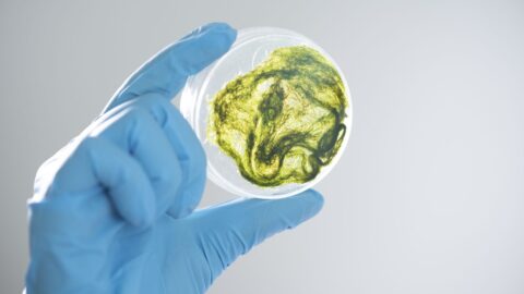 Mezinárodní tým vědců „naučil“ bakterii zpracovávat cukr z biomasy