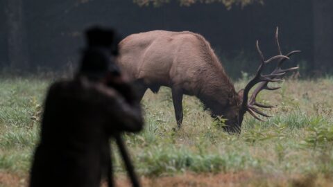 Stát bude myslivcům určovat minimální lov zvěře, schválila vláda