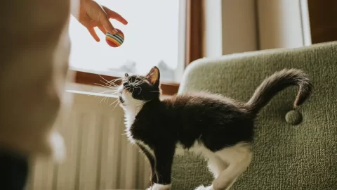 Vědci odhalili odpověď na otázky, proč kočky škrábou nábytek a jak tomu zabránit