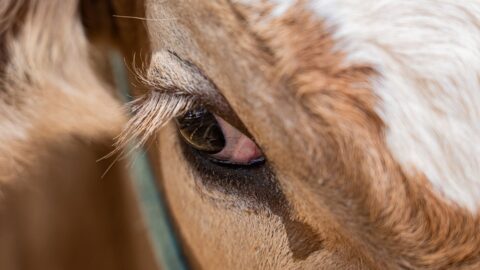Porážky zvířat halal v ČR? Nová pravidla by byla krokem zpět, říkají obránci zvířat