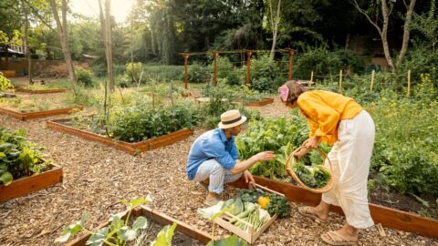 Studie: Městské farmy produkují více C02 než konvenční zemědělství