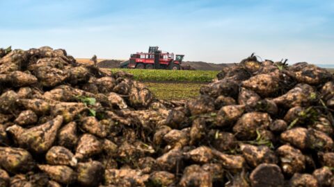 Pěstitelé cukrovky: Bez pesticidů do dvou let končíme. Po ministrovi chtějí vyjednat výjimku