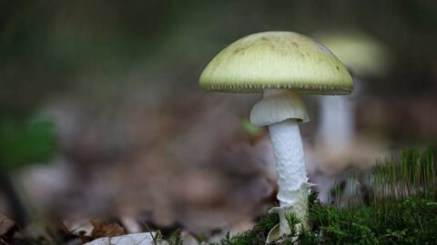 Odborníci od začátku října hlásí již 230 případů podezření na otravu houbami