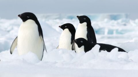 Předpověď IPCC týkající se zvyšování hladiny moří je podle některých vědců „nepravděpodobná“