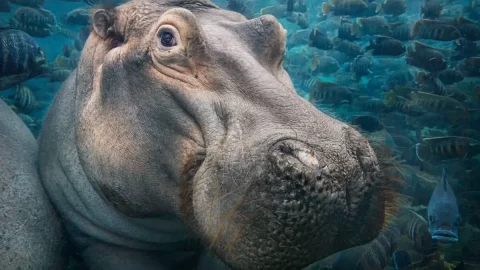 Kolumbie chce usmrtit hrochy drogového barona Escobara