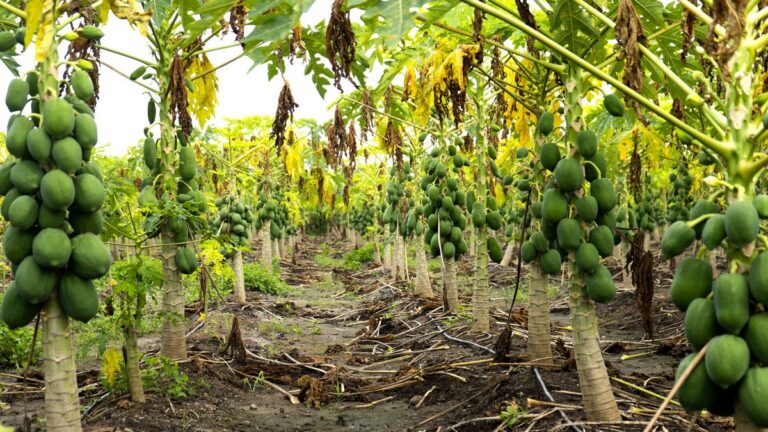Místo pesticidů radioaktivní záření? Ekologická metoda hubení škůdců využívá jadernou energii