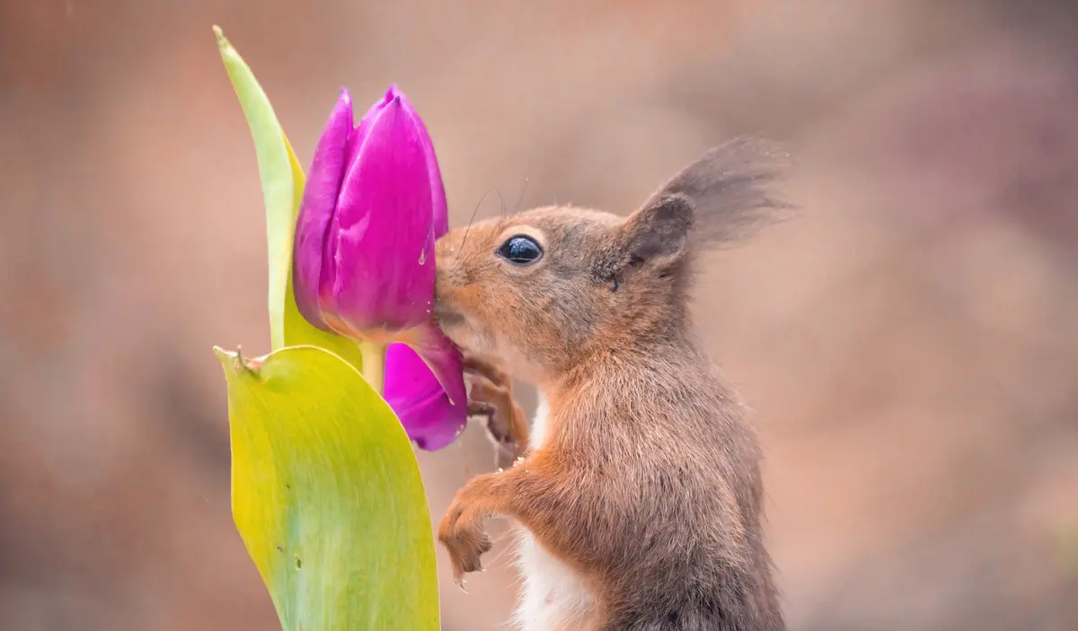 Veverka přitisknutá k fialovému tulipánu