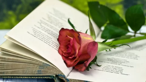 „Rudá, rudá růže“: Milostná píseň ve správný čas