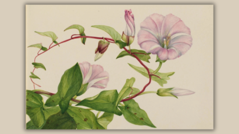 Mary Vaux Walcottová: „Audubon botaniky“