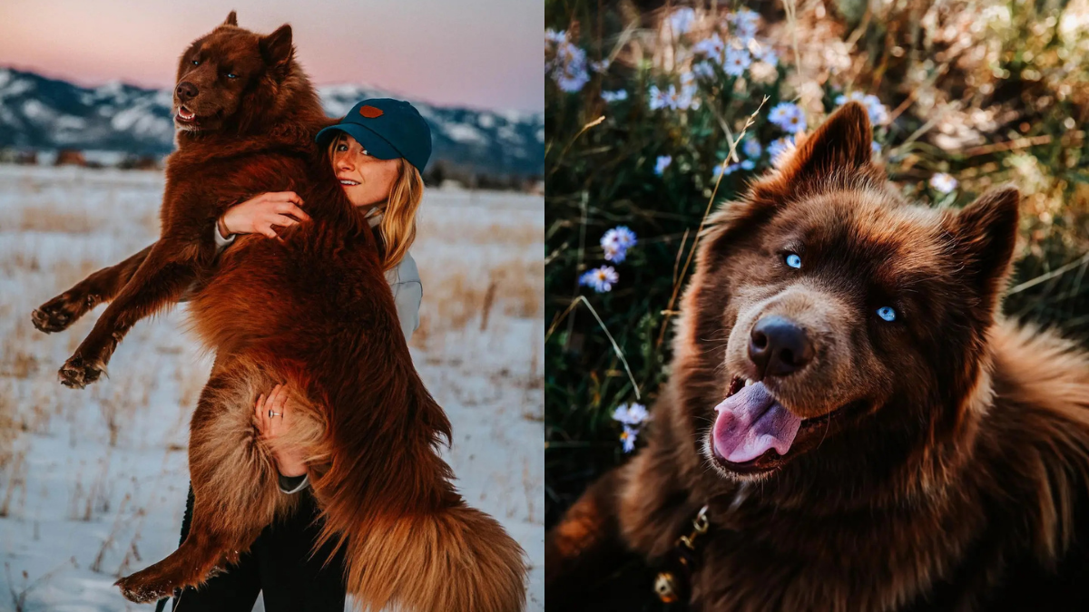 Obří sibiřský husky SeQuoi Tenko s hustou červenohnědou srstí a pronikavýma modrýma očima pózuje se svou majitelkou v zasněžené krajině a mezi květinami.