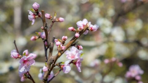 Ranní mrazy ve středu a čtvrtek by mohly poškodit kvetoucí ovocné stromy