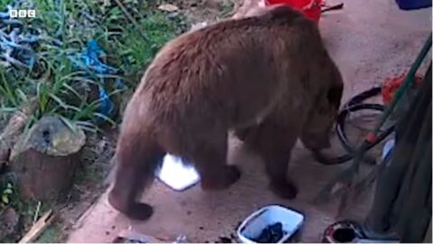 V britském zooparku utekly dvě medvědice, ve skladu spořádaly zásoby medu