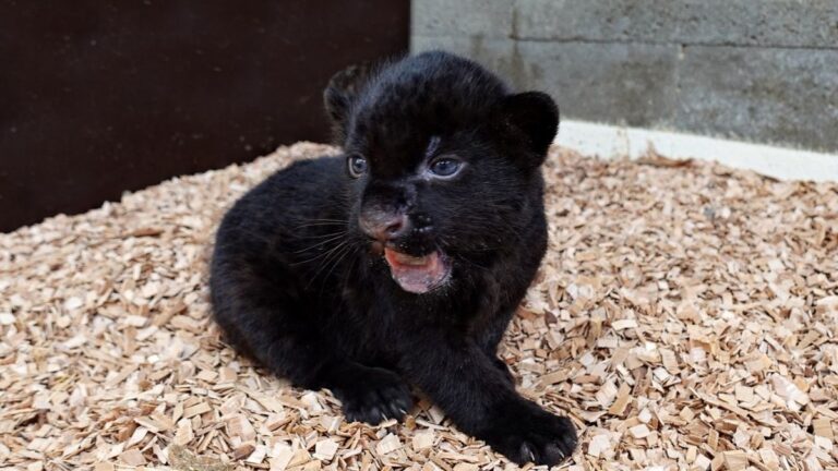 Podívejte se na první krůčky zatím roztomilé jaguáří samičky v Zoo Zlín-Lešná (foto + video)
