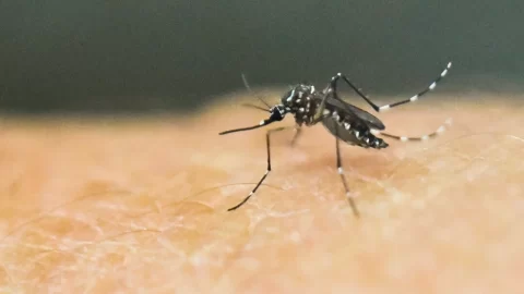 Horečka chikungunya se rychle šíří v jižní Číně, čínský režim epidemii zlehčuje