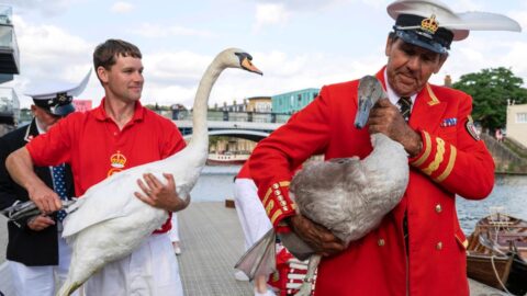 Na Temži začalo tradiční sčítání královských labutí swan upping