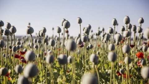 Dva muži a žena v Praze z makovic vyráběli heroin, po jehož užití zemřel muž