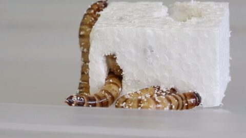Srbští vědci experimentují s moučnými červy, učí je rozkládat plasty