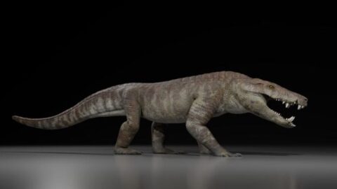 V Argentině našli fosilii krokodýla, který před 70 miliony lety lovil dinosaury