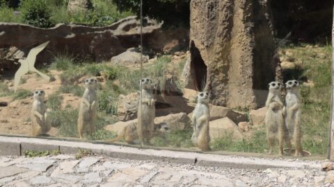 Oblíbené africké zvíře v zoo: „Myšokočka“ surikata