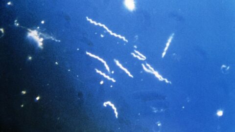 Lékaři letos zachytili nejvíc případů borreliózy od roku 1986, téměř 8000