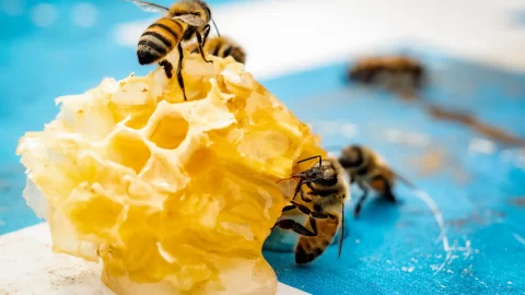 Medová sezona byla letos mírně podprůměrná, cena medu ale plošně nevzrostla