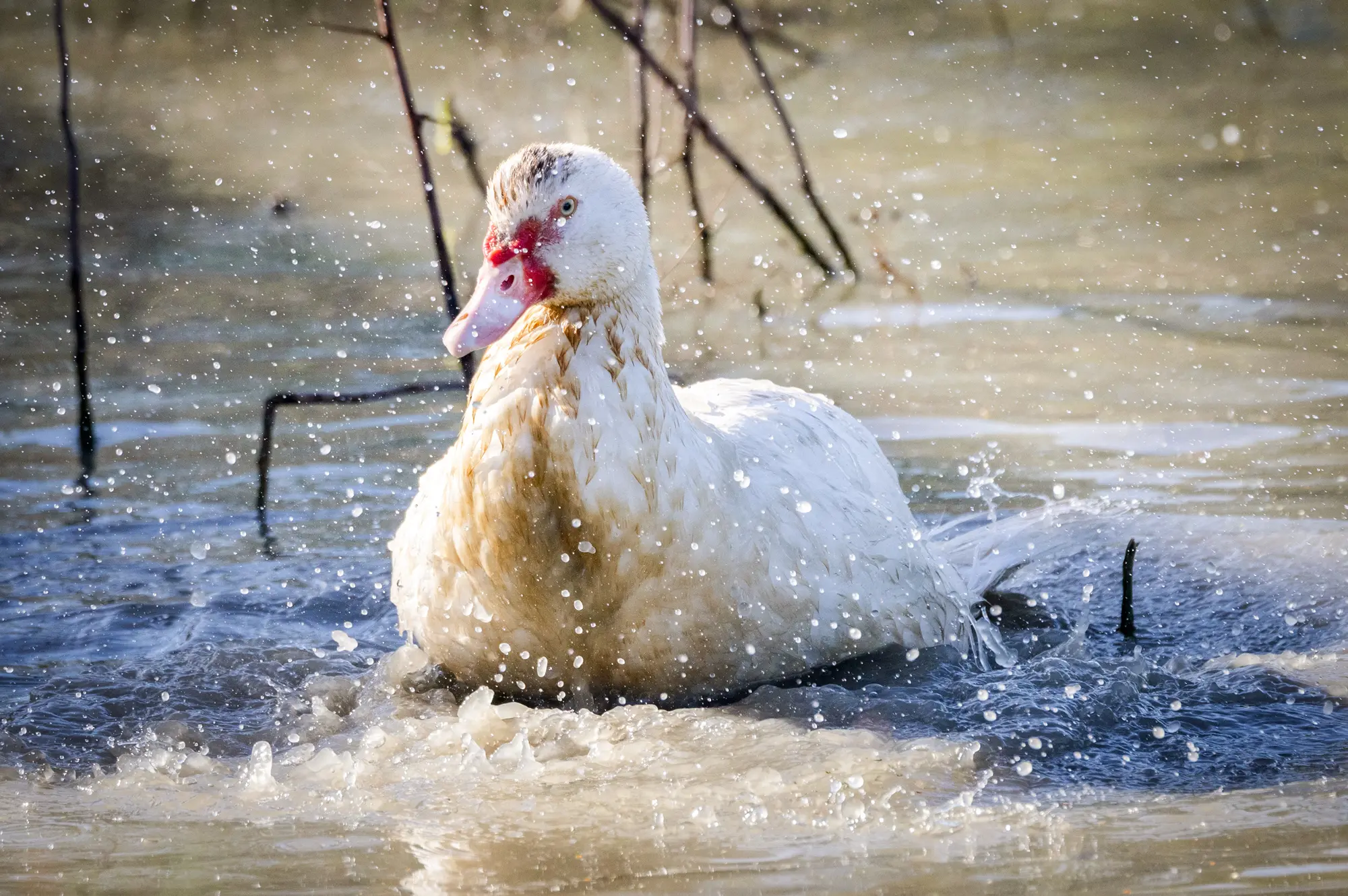 Kachny využívané při ekologickém pěstování rýže se pasou v jezírku u polí poblíž města Willows v Kalifornii, 4. září 2025. Integrované pěstování rýže s kachnami je založeno na vzájemné symbióze mezi kachnami a rýžovišti – pomáhá farmářům šetřit vodu, omezovat plevel a hnojit půdu bez použití syntetických chemikálií. (John Fredricks / The Epoch Times)