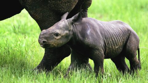Vzácným nosorožcům ze Dvora Králové se ve Rwandě daří, narodilo se jim třetí mládě