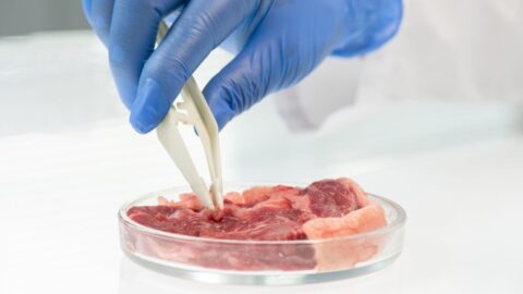 Zákaz laboratorního masa v Maďarsku: Parlament posiluje postavení zemědělců a tradiční potravinové kultury