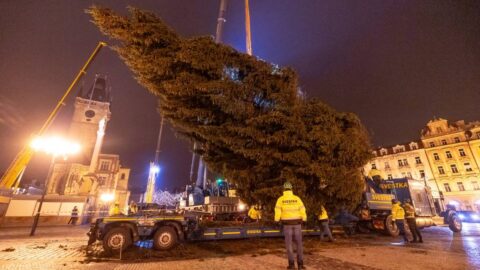 26metrový vánoční strom na Staroměstském náměstí technici vztyčí v noci na úterý