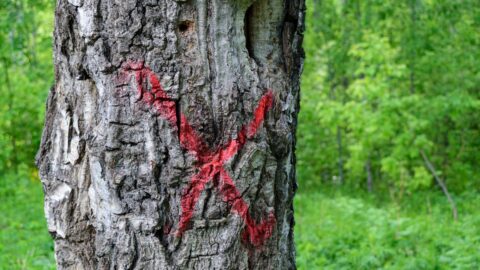 Křížek, obrácené T či číslo na stromě… Poznáte značení v lese?